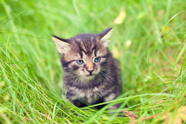 Kleine Kitten Wandelen Het Hoge Gras Zomer — Stockfoto