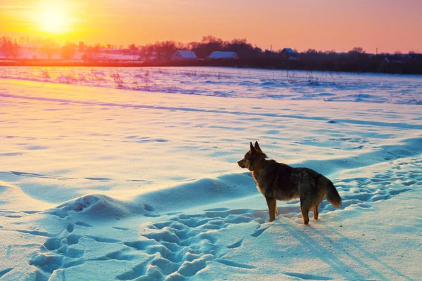 Passeggiata Del Cane Nel Campo Innevato Inverno — Foto Stock