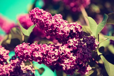 Bahçedeki gökyüzü karşı leylak dalı