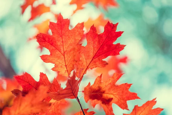 Dubová Větev Červenými Listy Lese Podzim — Stock fotografie
