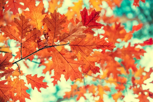 Rama Roble Con Hojas Rojas Bosque Otoño — Foto de Stock