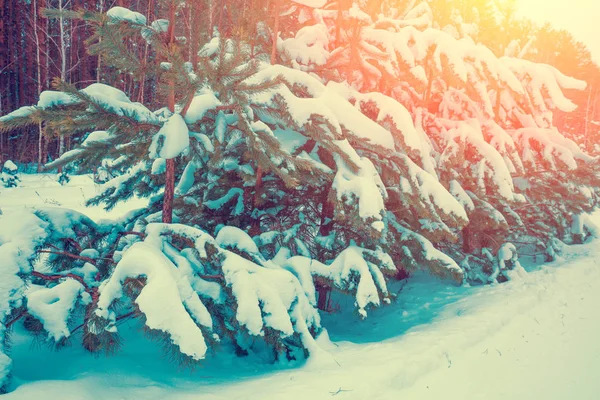 Günbatımı Işığı Kışın Karlı Çam Ormanı Gradyan Rengi — Stok fotoğraf