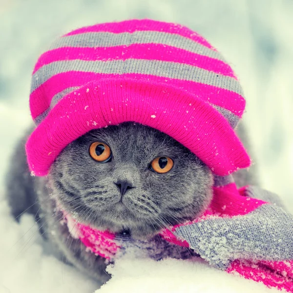 Modeporträt Einer Katze Mit Strickmütze Und Schal Verschneiten Winter — Stockfoto