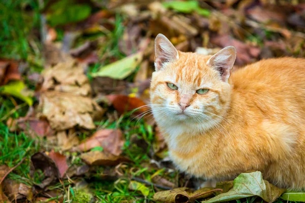 Gatto Rosso Seduto Sulle Foglie Cadute Autunno — Foto Stock