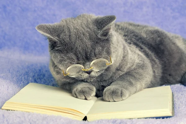 Μια Γάτα Μπλε Βρετανικές Επιχειρήσεις Φορώντας Γυαλιά Ανάγνωσης Βιβλίο Τετράδιο — Φωτογραφία Αρχείου