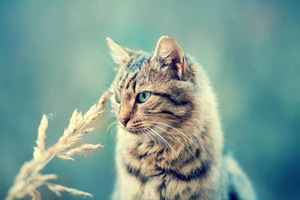 西伯利亚猫在秋季户外的肖像 — 图库照片