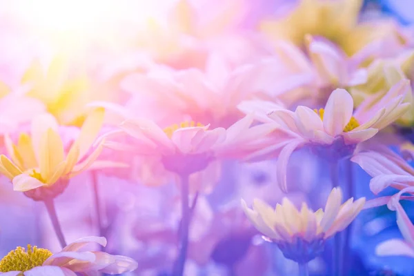 日落时花园里的花朵 复古花背景 — 图库照片