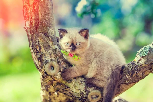 Kätzchen Schleichen Sommer Baum — Stockfoto