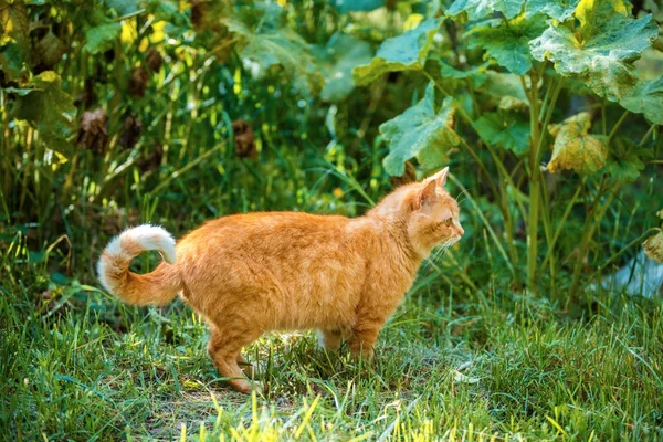 Ginger Gato Andando Jardim Verão — Fotografia de Stock