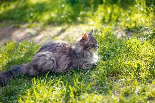 Syberyjski Kot Relaksujący Odkryty Trawie — Zdjęcie stockowe