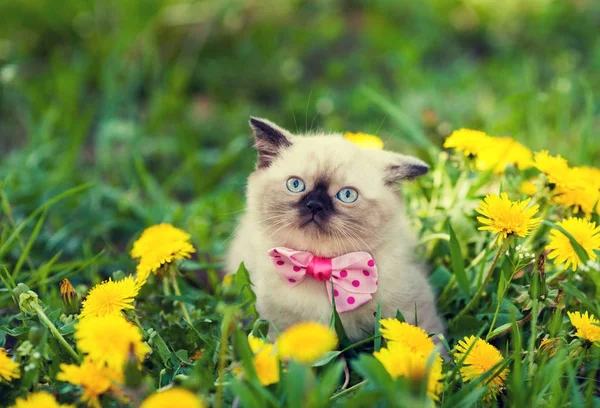 Kleines Kätzchen Mit Fliege Löwenzahn Blumen Rasen — Stockfoto