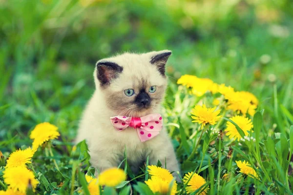 Piccolo Gattino Con Papillon Nel Prato Dei Fiori Tarassaco — Foto Stock