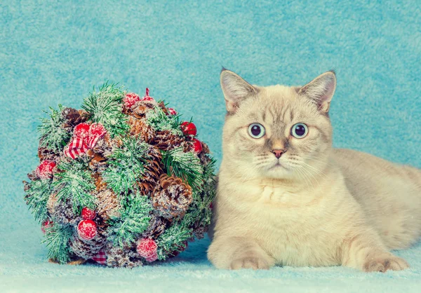 Gato Con Decoración Navideña Besos Manta Azul —  Fotos de Stock