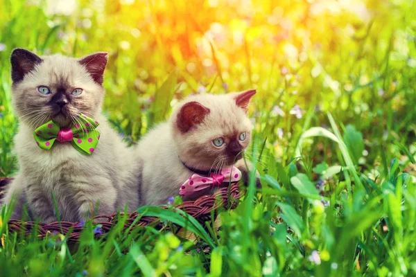 Dvě Koťata Košíku Zeleném Trávníku Při Východu Slunce — Stock fotografie