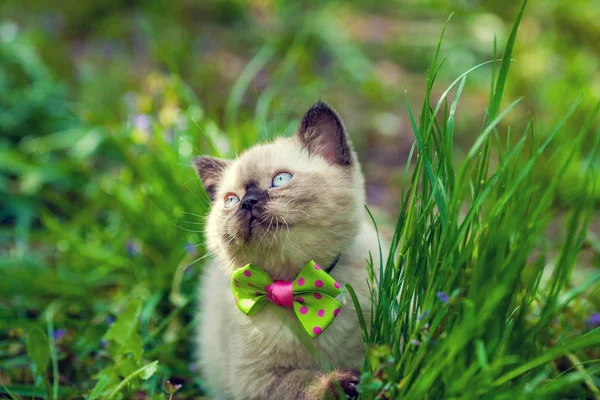 绿色草坪上戴蝴蝶领结的小猫 — 图库照片