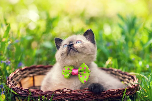 Mały Kotek Sobie Muszka Leżącego Kosz Trawę — Zdjęcie stockowe