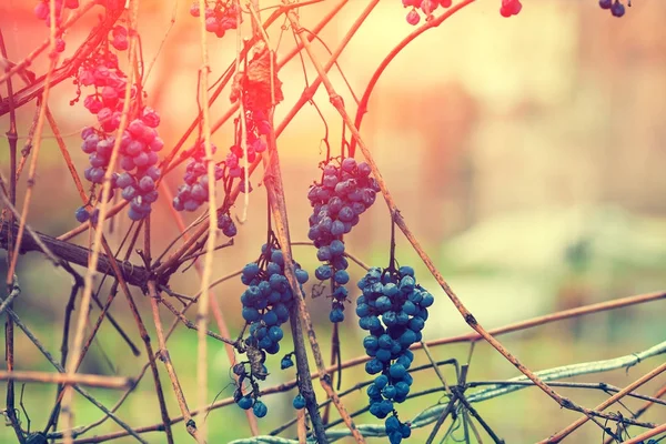 Dry Red Wine Grapes Grapevine Sunset Light — Stock Photo, Image