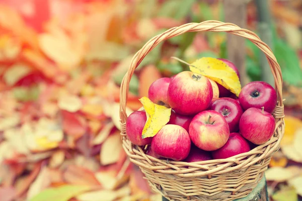 Panier Avec Pommes Rouges Sur Les Feuilles Tombées Dans Jardin — Photo