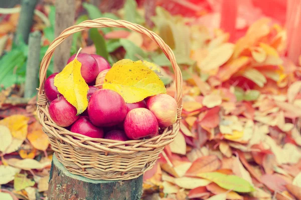 Basket Red Apples Fallen Leaves Garden Autumn — Stock Photo, Image