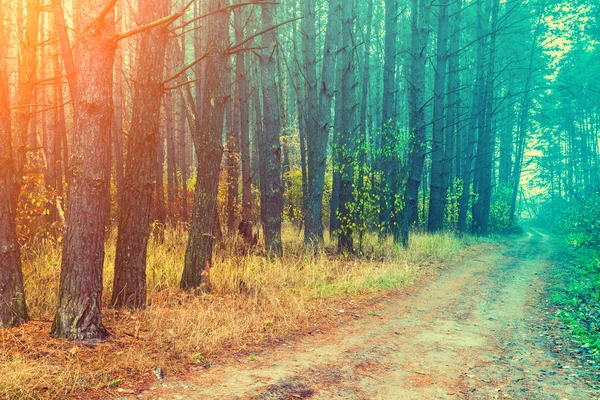 Podzimní Krajina Mlhavé Ráno Prašnou Cestu Mezi Lesní — Stock fotografie