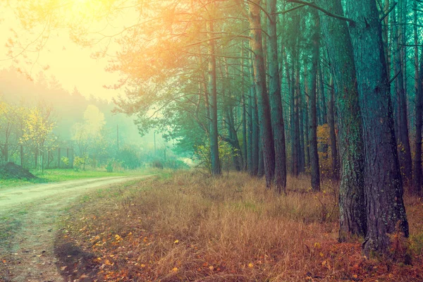 Rural Autumn Landscape Misty Morning Dirt Road Forest — Stock Photo, Image