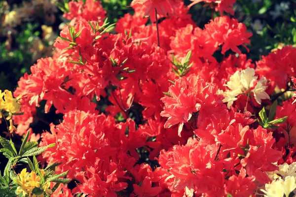 Flores Rododendro Jardín Fondo Flores Naturales —  Fotos de Stock