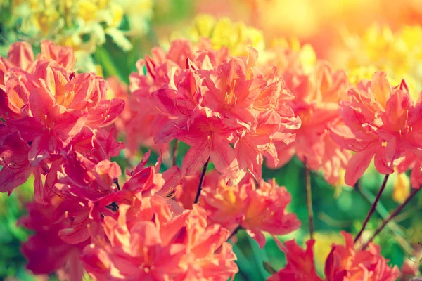 Rhododendron Bloemen Tuin Natuurlijke Bloem Achtergrond — Stockfoto