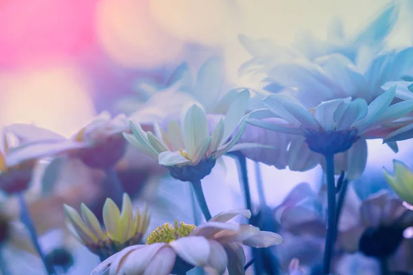 Blauer Vintage Blume Hintergrund Blumen Einem Garten — Stockfoto