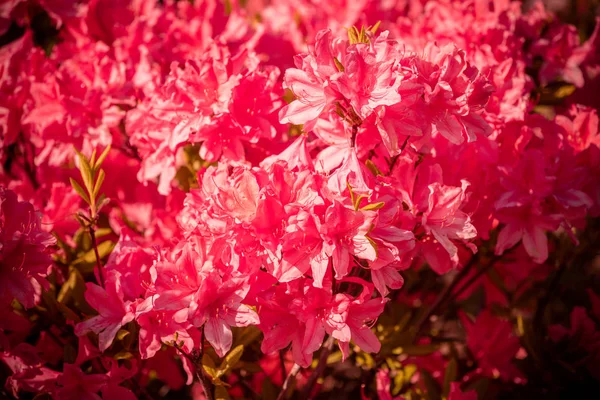 Rhododendron flowers in the garden, natural flower background