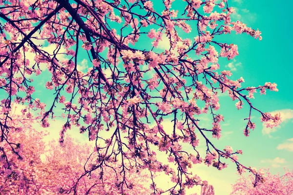 Vintage blossom apple trees against blue sky. Spring natural background