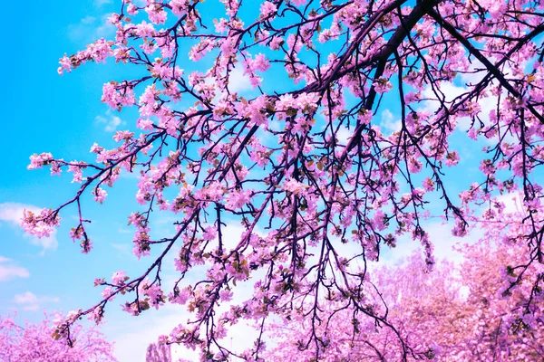 Kék Pink Vintage Blossom Almafák Napkeltekor Tavaszi Természetes Háttér — Stock Fotó