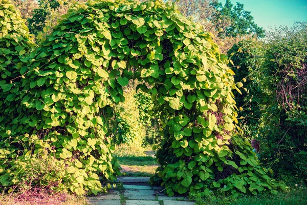 Landscape Design Garden Arch Trees — Stock Photo, Image