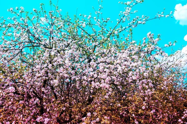 Vintage Bloesem Appelbomen Bij Zonsopgang Lente Natuurlijke Achtergrond — Stockfoto