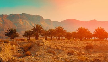 Judean desert in Israel at sunset. clipart