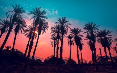 Tropic palmiye ağaçları günbatımı gökyüzü karşı satır. Gradyan Rengi. Derin palmiye ağaçları silüeti. Tropic akşam manzara. Çapraz mor pembe gradyan rengi. Güzel tropik doğa