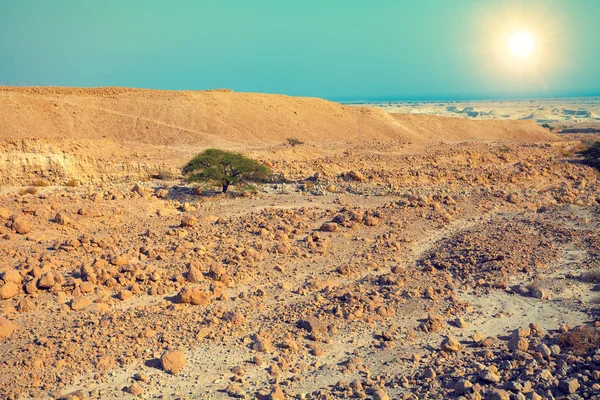 Krajobraz Góry Pustynia Drzewo Błękitne Niebo Słońce — Zdjęcie stockowe