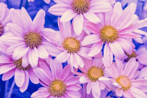 Růžové Vintage Modrý Květ Pozadí Při Západu Slunce Světla — Stock fotografie