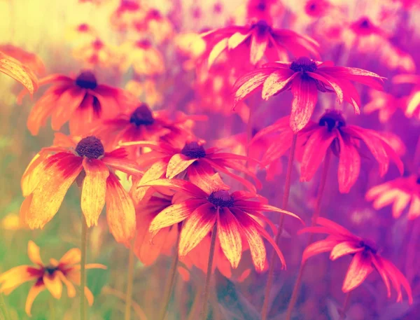 复古花卉背景 渐变颜色 花园里的花草坪 — 图库照片