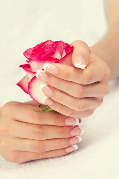 玫瑰花在美丽的女性手与法国指甲 修指甲沙龙 — 图库照片