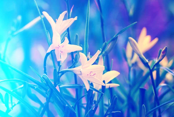 Vintage Vahşi Lily Çiçekler Mavi Renkli Zekâ Ișık Etkisi — Stok fotoğraf