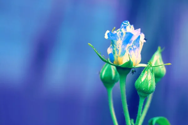 Blauer Rosenstrauch Garten — Stockfoto