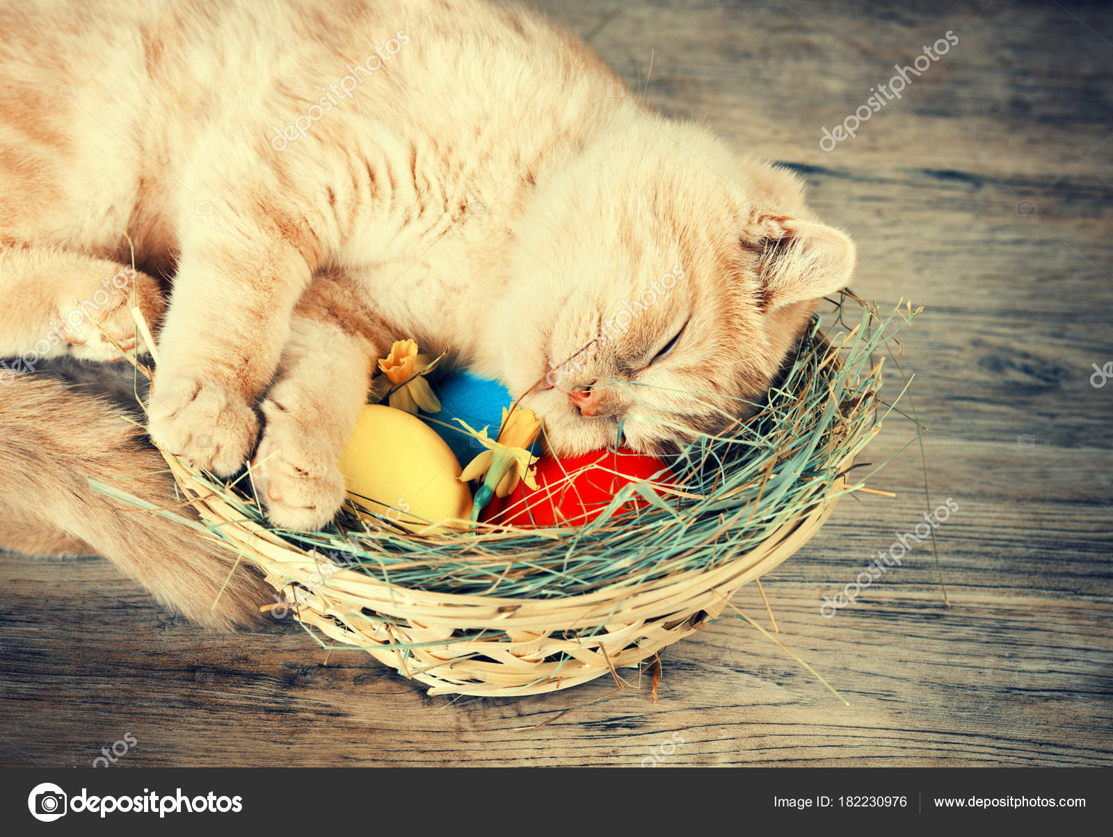 depositphotos_182230976-stock-photo-little-ginger-kitten-sleeping-basket.jpg