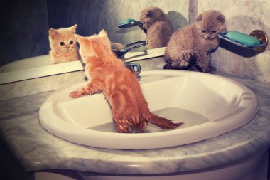 Lavaboda banyo iki küçük yavru kedi. Kırmızı kedi ayna yansıması arıyorsunuz