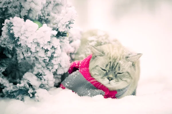 Portrait Cat Wearing Scarf Outdoor Snowy Winter Fir Tree — Stock Photo, Image