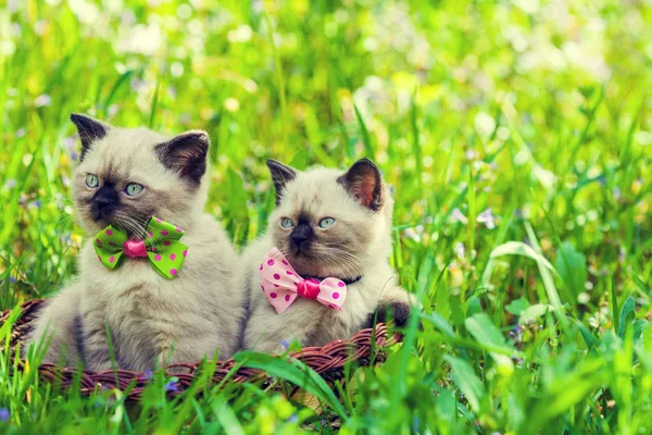 Two Kittens Basket Green Lawn Sunrise — Stock Photo, Image