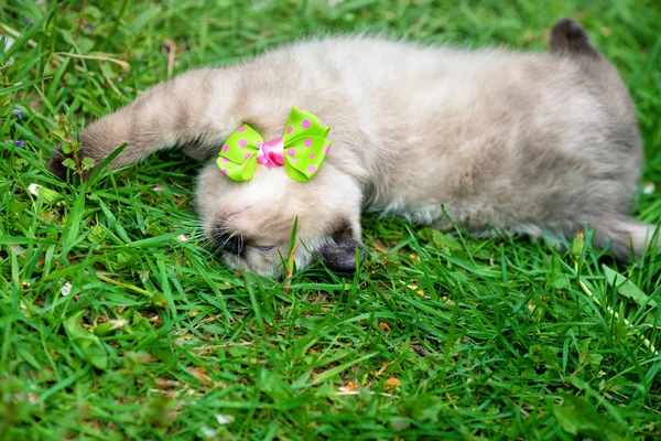 Yeşil Çimenlerin Üzerinde Papyon Takan Küçük Kedi Yavrusu — Stok fotoğraf