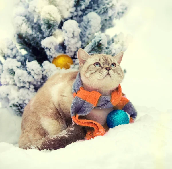 Portret Van Een Kat Het Dragen Van Sjaal Buiten Winter — Stockfoto