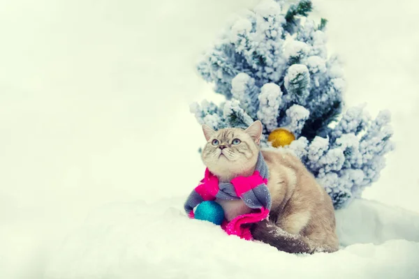 モミの木の近く雪に覆われた冬の屋外のスカーフを身に着けている 猫の肖像画 — ストック写真