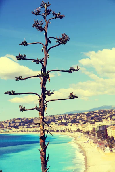 Tropiskt Träd Mot Panoramautsikt Över Nice Frankrike Selektivt Fokus — Stockfoto