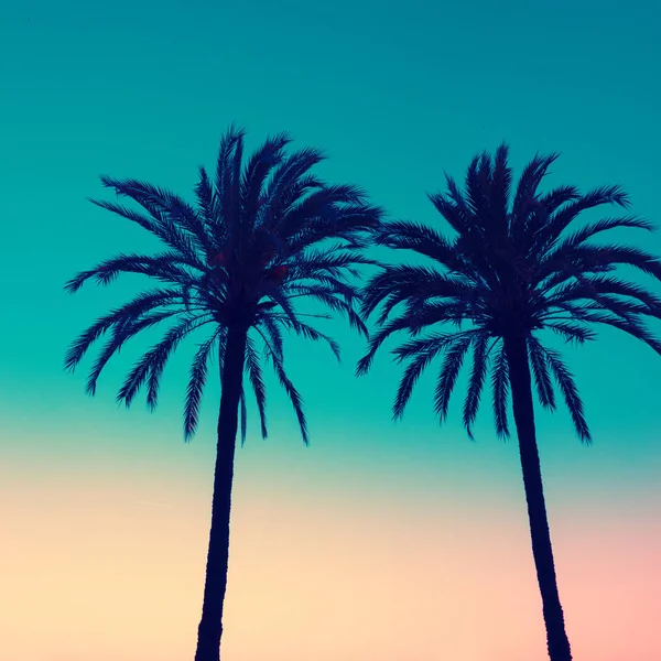 Silhouette Two Palms Sunset Background — Stock Photo, Image